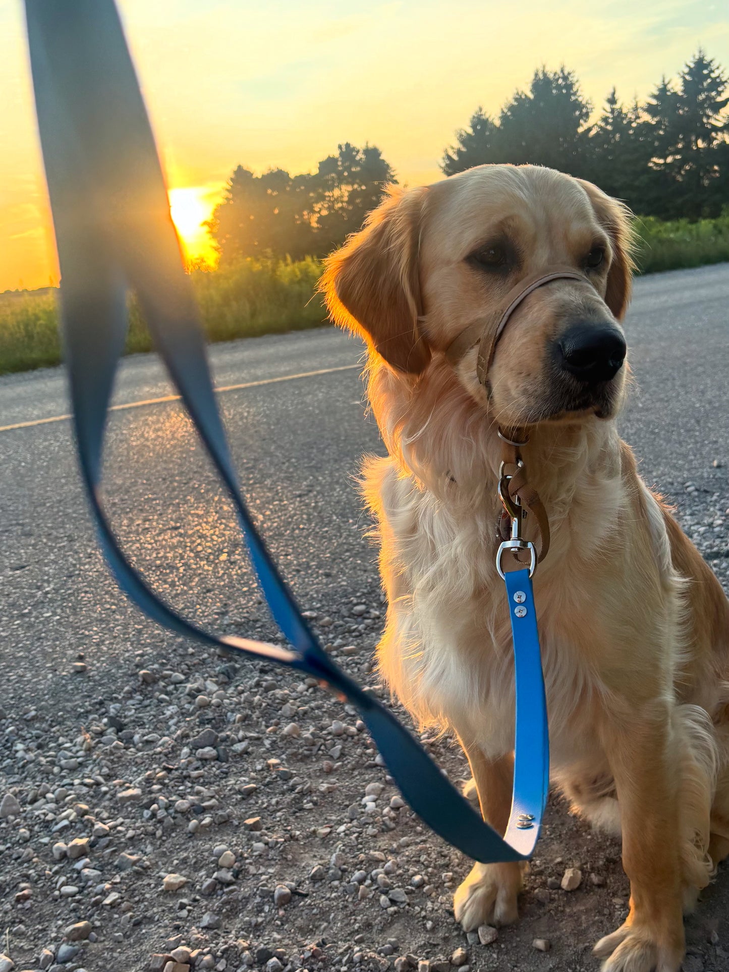 Hands Free Multi-function Leash