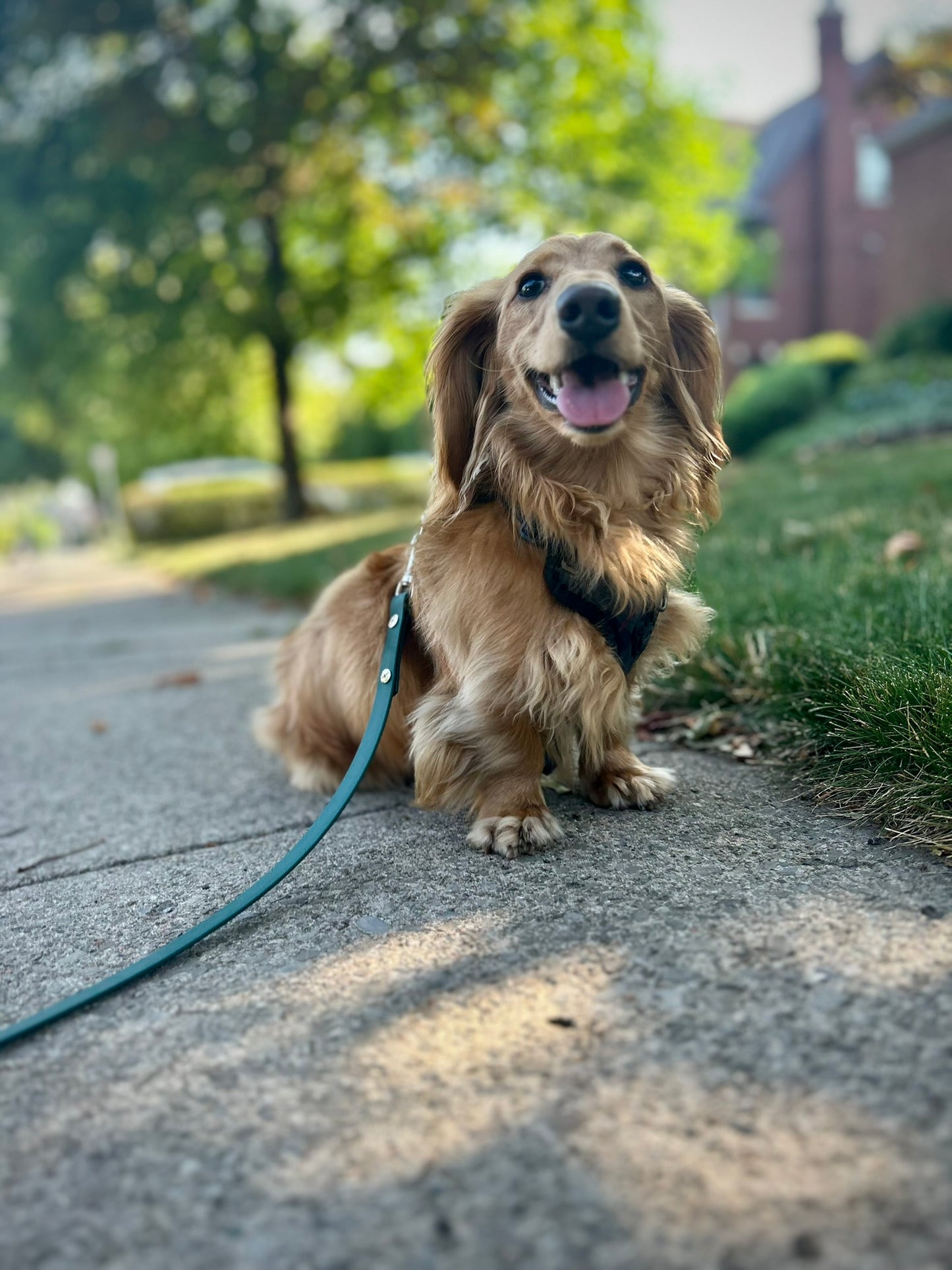 5/8" Standard Leash with Traffic Handle