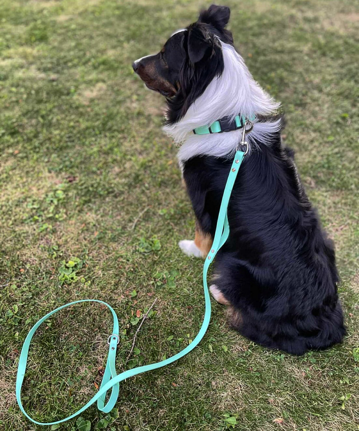 Standard Leash with Traffic Handle (3/4")
