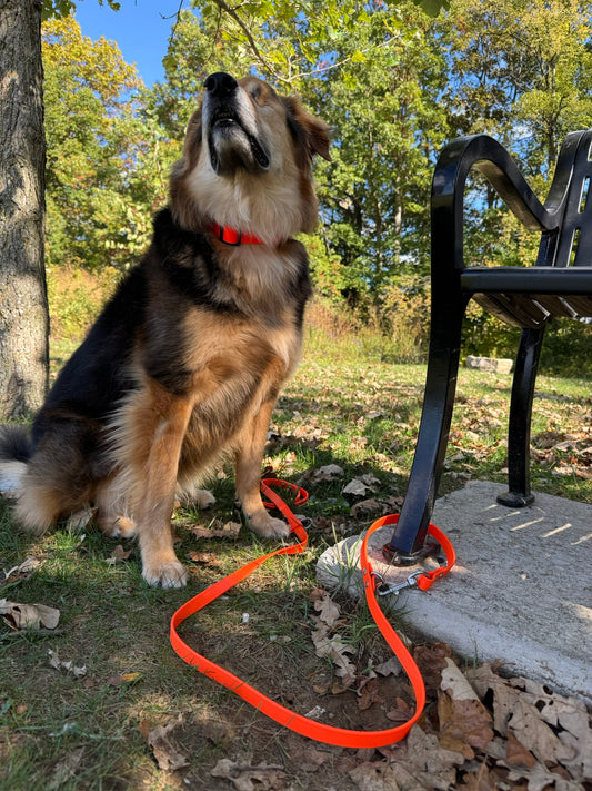 Hands Free Multi-function Leash