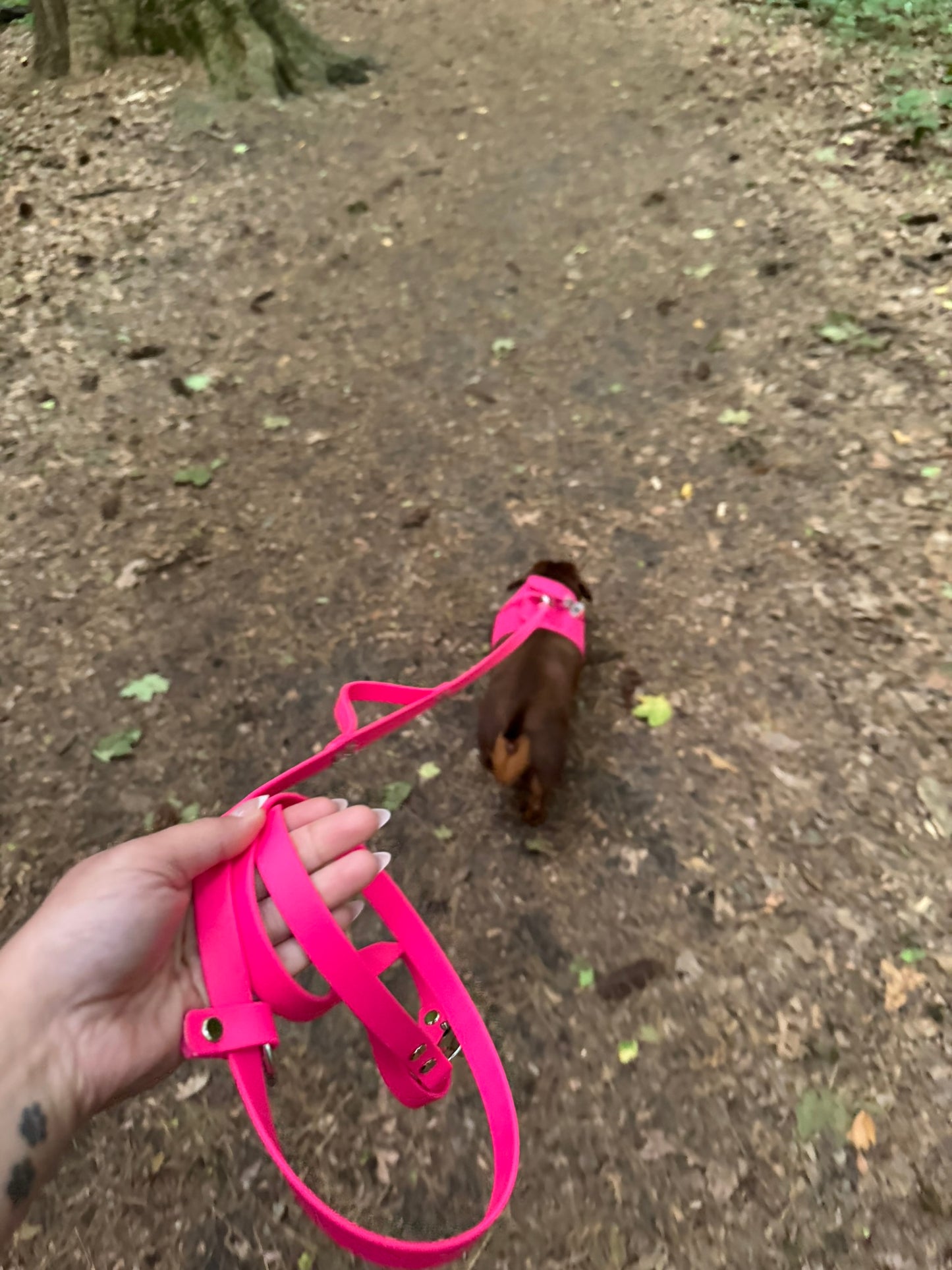 Hands Free Multi-function Leash
