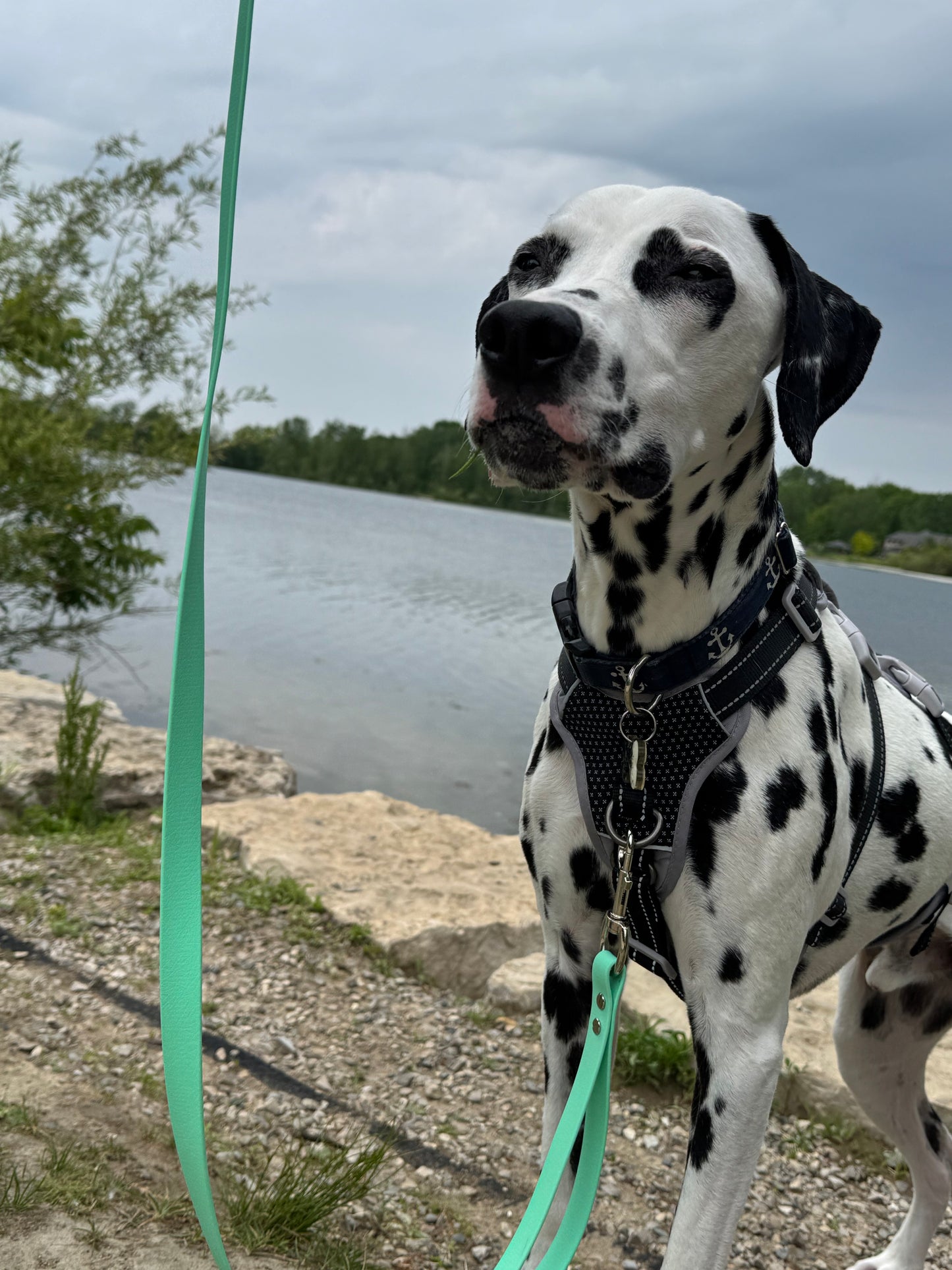 3/4" Standard Leash with Traffic Handle